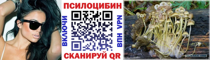 KRAKEN онион  Злынка  Галлюциногенные грибы мицелий  даркнет сайт 